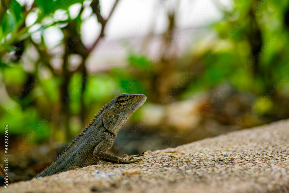 Close Up of a Lizard in its Natural Habitat on a Rock Surface Close Up of a Lizard in its Natural Habitat on a Rock Surface