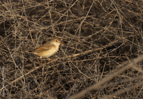 Common whitethroat perched on bush, Bahrain photo