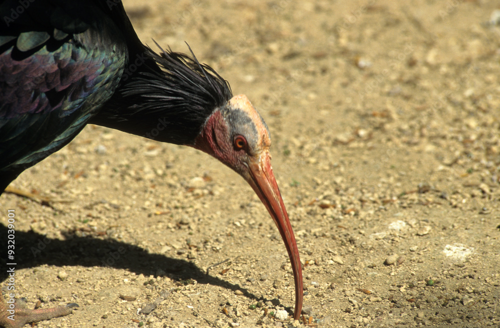 Obraz premium Ibis chauve,.Geronticus eremita, Northern Bald Ibi, Maroc