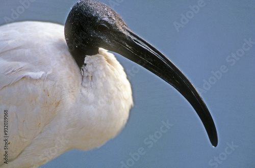 Ibis sacré,.Threskiornis aethiopicus, African Sacred Ibis photo