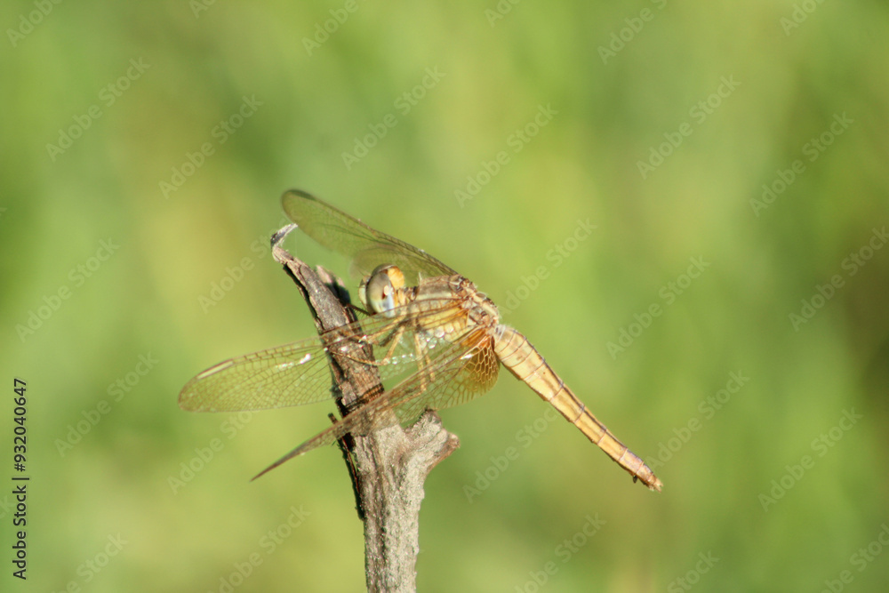 Dragonfly on dry plant in nature. Selective focus. Dragonfly on dry plant in nature. Selective focus.