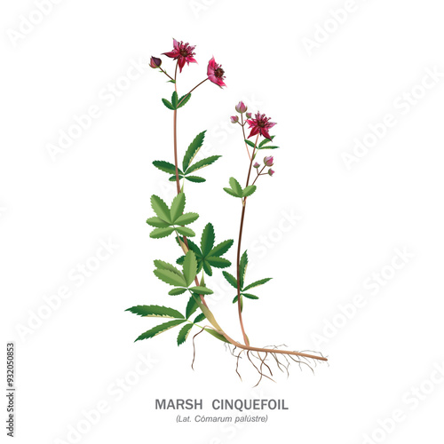 Marsh cinquefoil (Lat. Comarum palustre) with stem, leaves, flowers, flower buds and root. Swamp medicinal wild herb. Vector realistic drawing isolated on white background with the name of the plant.