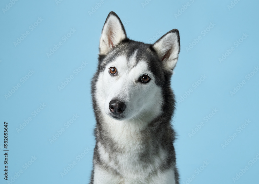 Attentive Siberian Husky portrayed in a serene studio, sky-blue background complements its grey and white fur. This dignified pose highlights the Husky's keen gaze and symmetrical facial markings Attentive Siberian Husky portrayed in a serene studio, sky-blue background complements its grey and white fur. This dignified pose highlights the Husky's keen gaze and symmetrical facial markings