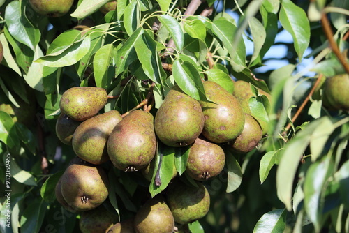 Sweden. Pyrus pashia, the wild Himalayan pear, is a small to medium size deciduous tree of the small and oval shaped crown with ovate, finely toothed leaves, attractive white flowers with red anthers  photo