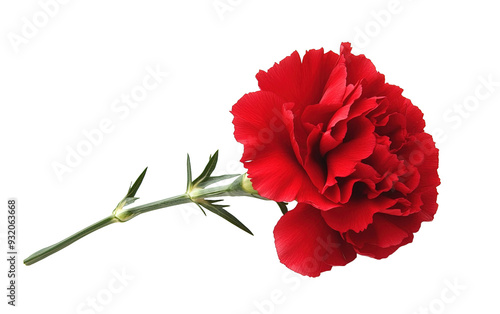 Beautiful red carnation on transparent background, png	