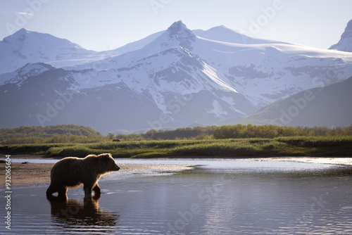 bear in the mountains