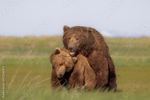 brown bears mating photo