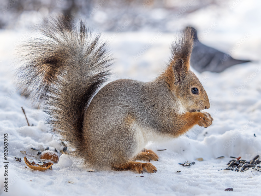 The squirrel in winter sits on white snow. The squirrel in winter sits on white snow.