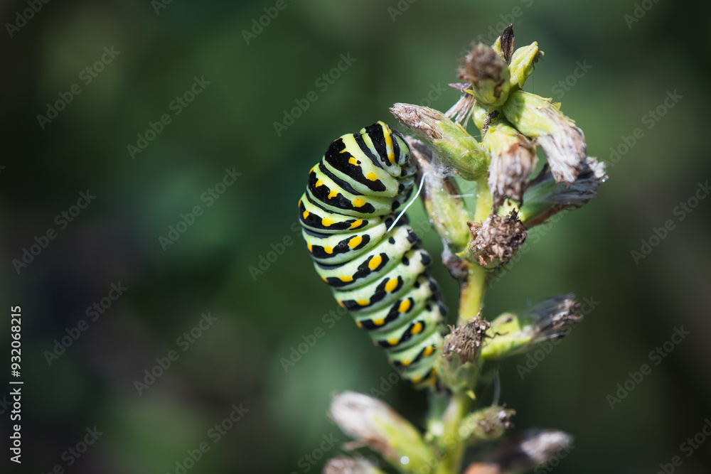 A close up of a blow swallowtail caterpiller on garden plant. A close up of a blow swallowtail caterpiller on garden plant.