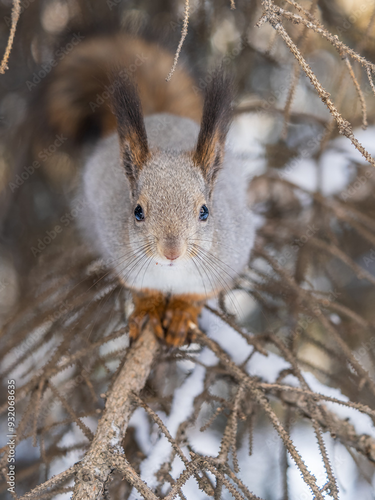 The squirrel sits on a branches without leaves in the winter or autumn The squirrel sits on a branches without leaves in the winter or autumn