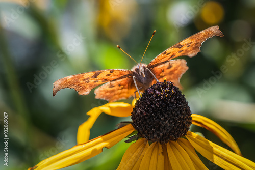 View of face of Eastern Comma Butterfly on Coneflower