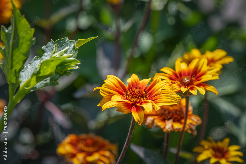 'Burning Hearts' Heliopsis Oxeye False Sunflower 'Burning Hearts' Heliopsis Oxeye False Sunflower