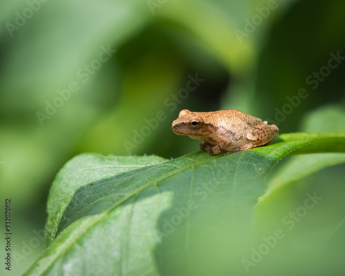 A spring peeper from on a leaf in garden.