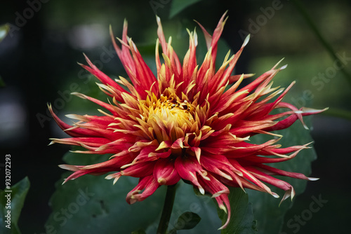 'Show N Tell' Cactus dahlia in bloom