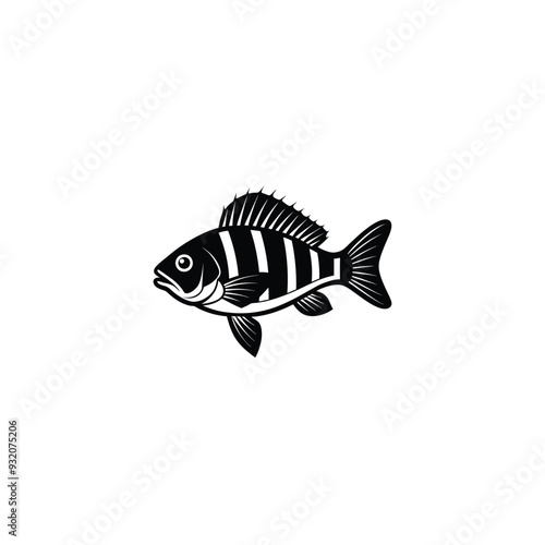 Zander fish isolated on white photo