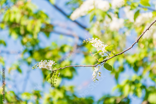 White flowers blooming bird cherry. Close-up of a Flowering Prunus padus Tree with White Little Blossoms