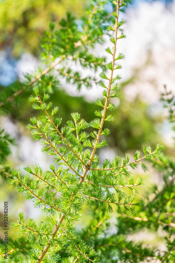 Young branches of larch. Closeup of green larch young needles. Young branches of larch. Closeup of green larch young needles.