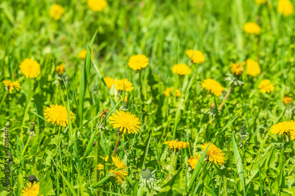 Field of yellow dandelions. Taraxacum officinale, the common dandelion Field of yellow dandelions. Taraxacum officinale, the common dandelion