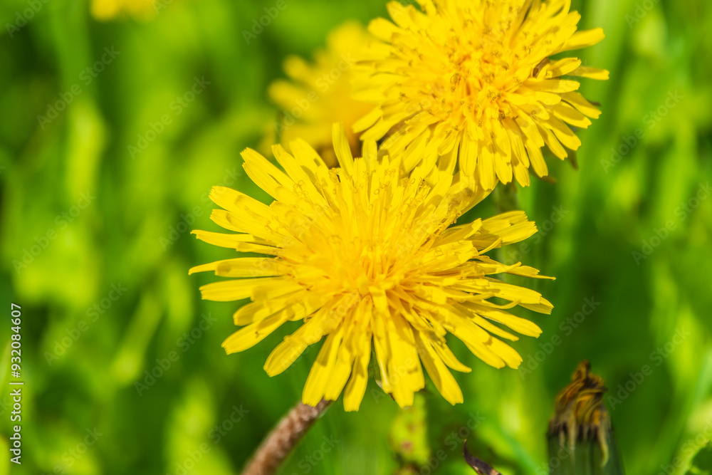 Field of yellow dandelions. Taraxacum officinale, the common dandelion Field of yellow dandelions. Taraxacum officinale, the common dandelion