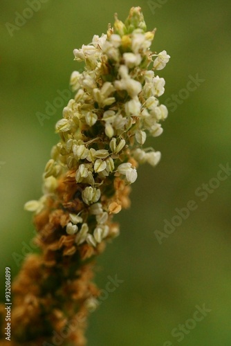 Medicinal plants - macro photography with plantains flower; Plantago photo