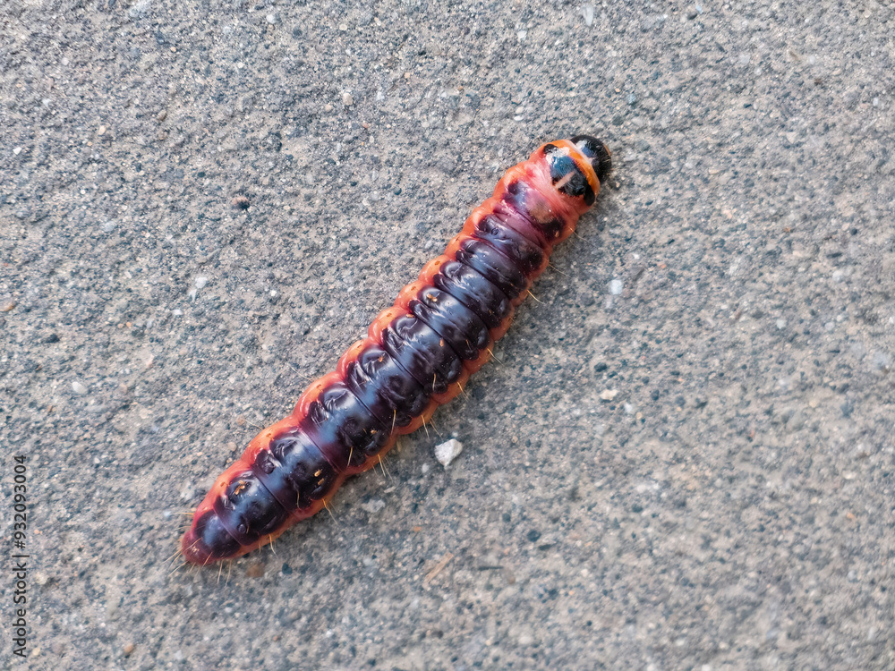 goat moth caterpillar on the ground. The scientific term is Cossus cossus goat moth caterpillar on the ground. The scientific term is Cossus cossus