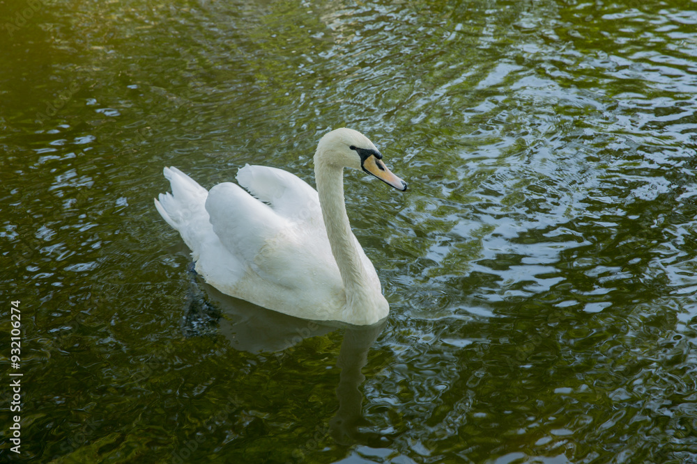 Fototapeta premium Swan in spring, beautiful water bird Swan in lake in spring, Lake or river with swan. Swan catches fish . A beautiful white swan swimming in a lake on a background of blue water on a sunny day.