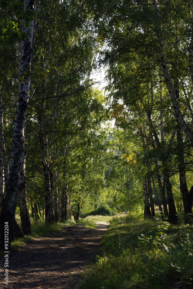 path in the forest path in the forest