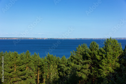 pine tree on the coast