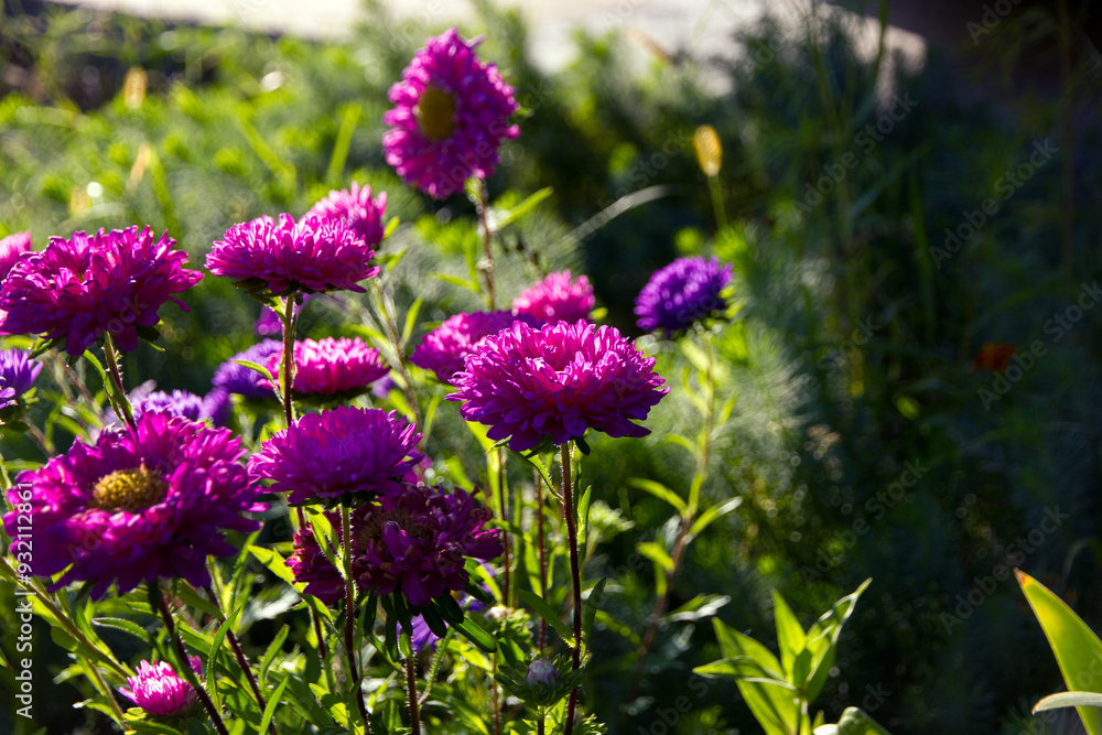 Obraz premium purple flowers in the garden