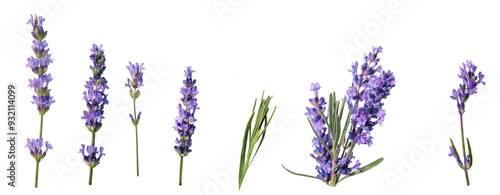 lavender isolated . purple, aromatherapy,  medicine, , homeopathic, bundle, decoration