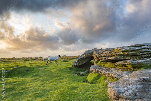 Black headed Dartmoor sheep grazing just before sunset photo