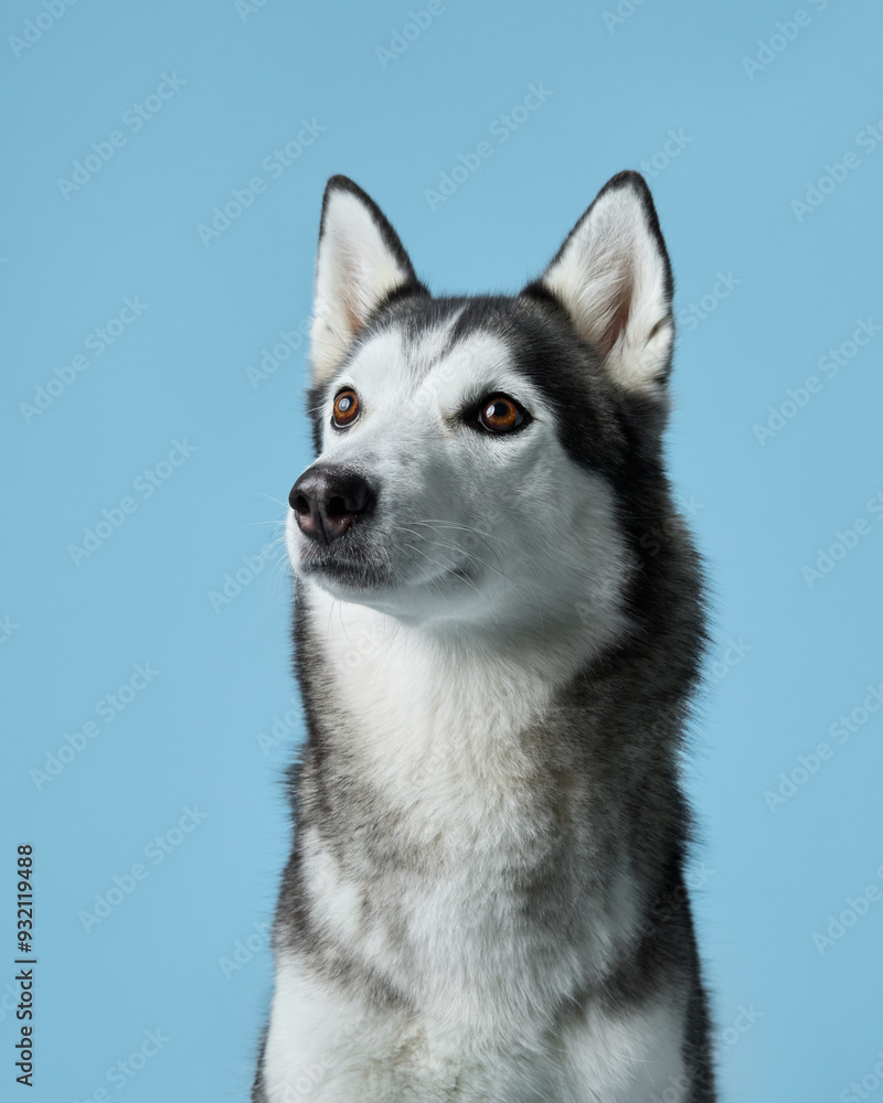 Alert Siberian Husky portrayed in a studio setting, displaying its piercing gaze. Dog portrait captures the breed's iconic markings and attentive expression, against a calm blue backdrop Alert Siberian Husky portrayed in a studio setting, displaying its piercing gaze. Dog portrait captures the breed's iconic markings and attentive expression, against a calm blue backdrop