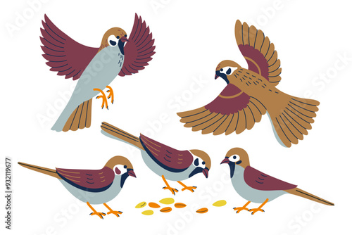 Set of cute little sparrows. Tiny sparrow birds on white background