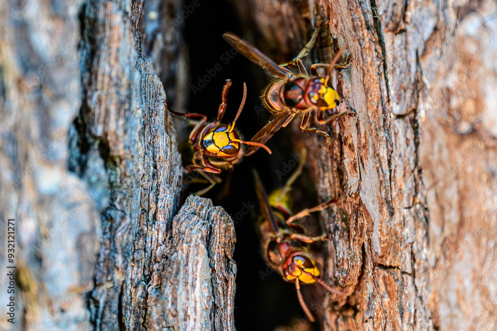 Nahaufnahme von Europäischen Hornissen (Vespa crabro) auf einem Baumstamm Nahaufnahme von Europäischen Hornissen (Vespa crabro) auf einem Baumstamm