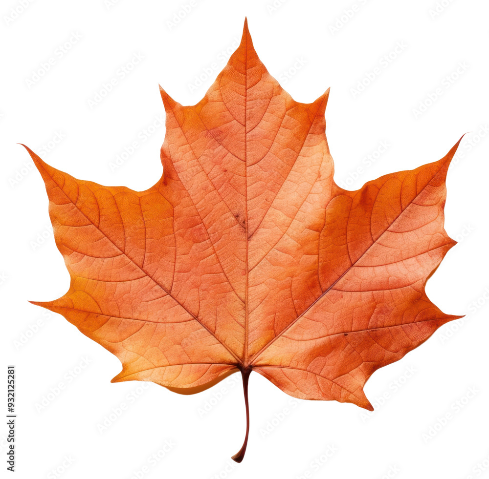 PNG Fall maple leaf plant tree white background.