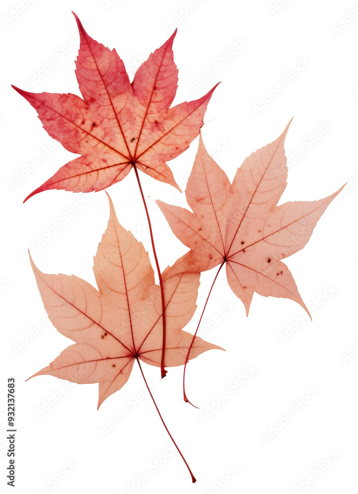 PNG Real Pressed red maple leaves plant leaf tree. PNG Real Pressed red maple leaves plant leaf tree.