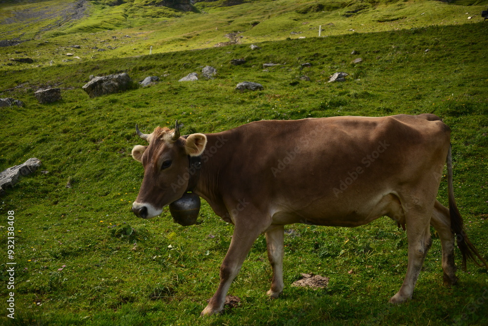 Portrait of a cow wearing a bell around its neck in an alpine meadow, Switzerland Portrait of a cow wearing a bell around its neck in an alpine meadow, Switzerland