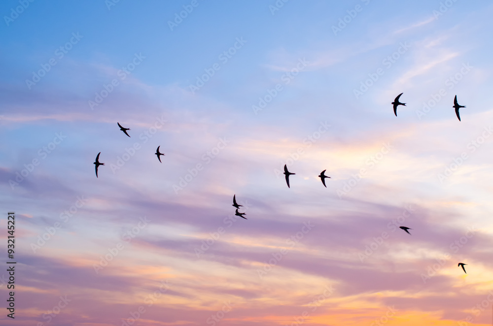 Fototapeta premium Swifts in the colorful summer sky.