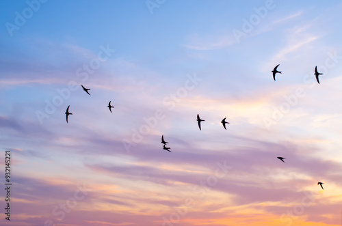 Swifts in the colorful summer sky.