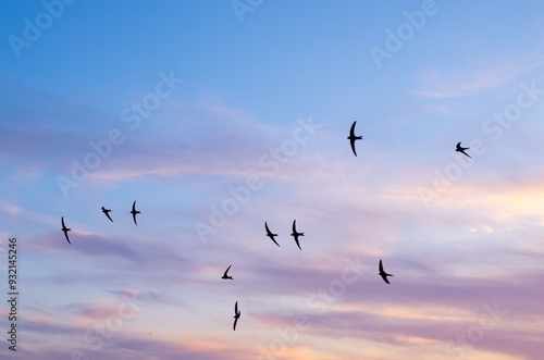 Swifts in the colorful summer sky.