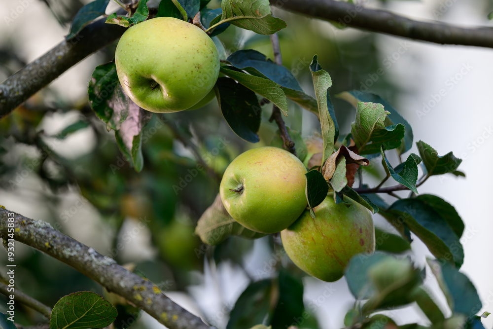 Reife Äpfel die an den Zweigen eines Apfelbaumes hängen Reife Äpfel die an den Zweigen eines Apfelbaumes hängen