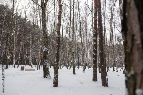 snow covered trees