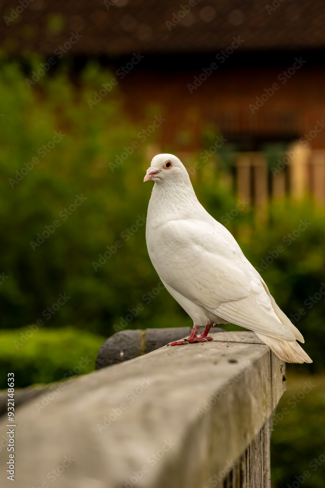Dove sits on fence top facing left. This white feathered bird is a breed of pigeon often recognised as a universal symbol of peace. In religious terms the dove symbolises purity and love. Dove sits on fence top facing left. This white feathered bird is a breed of pigeon often recognised as a universal symbol of peace. In religious terms the dove symbolises purity and love.