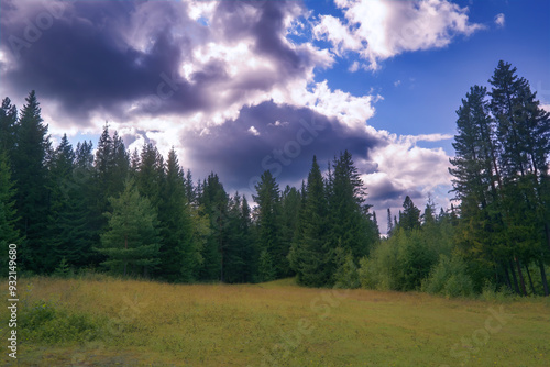 Summer meadow landscape with green grass and wild flowers on the background of a forest.