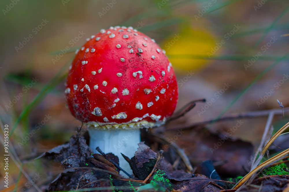 closeup red flyagaric mushroom in autumn forest closeup red flyagaric mushroom in autumn forest