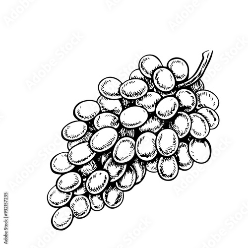 A bunch of grapes. Vector graphics, black and white hand-drawn illustration. Isolate on a white background. A design element for packages, labels. For banners, posters. For the menu of restaurant, bar