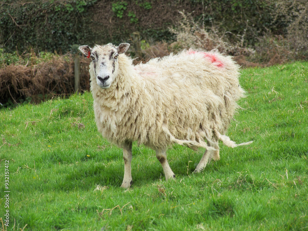 Woolly sheep in the rural English countryside, Devon. Woolly sheep in the rural English countryside, Devon.