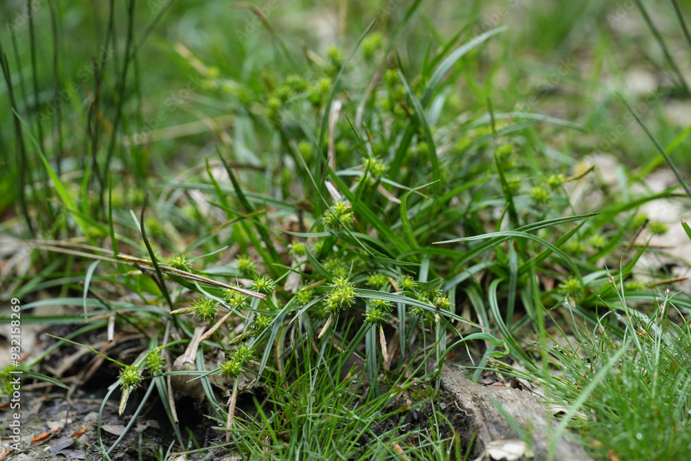 Closeup on a Common yellow-sedge grass, Carex demissa with seed capsules Closeup on a Common yellow-sedge grass, Carex demissa with seed capsules