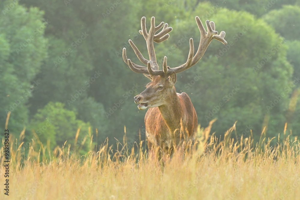 Obraz premium Red deer new antlers wildlife Cervus elaphus fawn western red deer male European graze in meadow nice eyes fur forest mountains, nice darling, widespread hunting animal care, hunted Europe