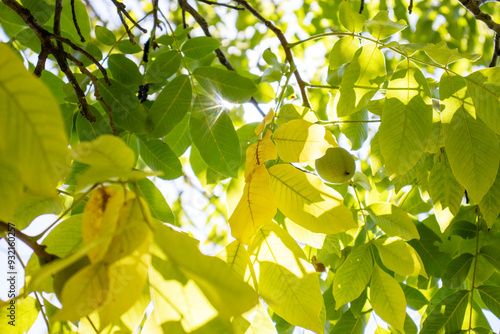 sunlight filtering through walnut tree leaves.